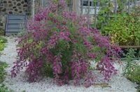 Lespedeza miododajna fioletowa sadzonki - 10 / 20 cm