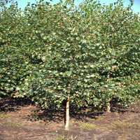 Brzoza Brodawkowata sadzonki 150-200 cm