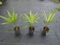 Palma mrozoodporna Trachycarpus Fortunei 1L