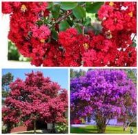 LAGERSTROEMIA bez południa PAKIET 3SZT RÓŻNE KOLORY - sadzonki 10 / 20 cm