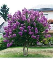 Lagerstroemia fioletowa Benoit P9