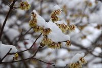 Zimokwiat - kwiaty i zapach w zimie 30-50cm C2