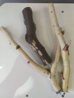 Żerdź dla papugi naturalna brzozowa średnica 1.5-2,5 cm