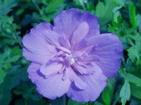 HIBISKUS Ketmia Syryjska Blue Chiffon - sadzonki 10 / 15 cm