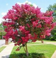 Lagerstroemia różowa Seaburn P9