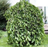 MORWA BIAŁA PENDULA 150-160CM
