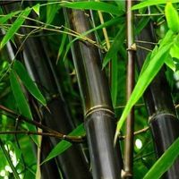 Bambus czarny drzewiasty Nigra mrozoodporny C2