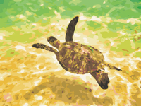Malowanie po numerach – Żółw morski - 30x40 rama