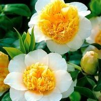 Camellia camelia kamelia brushfields yellow P9