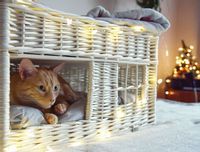 Ruby Domek wiklinowy dla kota piętrowe legowisko dla zwierząt z poduszkami 56x36 H32/42 cm uniwersalny