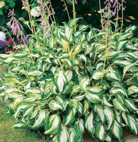 FUNKIA MEDIOVARIEGATA Hosta-sadzonki w doniczkach