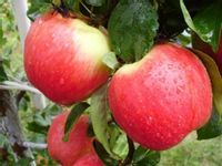 Jabłoń Geneva Early wcześnie owocuje 130-150cm K.