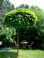 CATALPA KATALPA na pniu kulista szczepiona  - sadzonki 250  / 300 cm