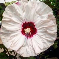 HIBISKUS Ketmia bagienny biały luna white