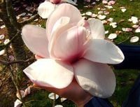 MAGNOLIA ATLAS GIGANTYCZNE 35 CM KWIATY UNIKAT