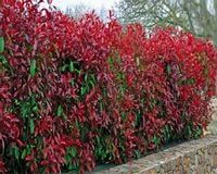 Głogownik Red Robin photinia żywopłot 60-80cm P9