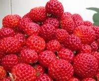 Truskawka MALINOWA sadzonki truskawek FRAMBERRY