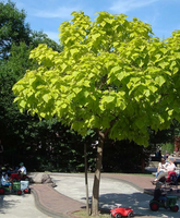 CATALPA KATALPA NA PNIU SZCZEPIONA AURENA -ŻÓŁTA - sadzonki 100 / 130 cm