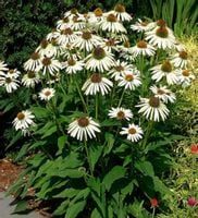 JEŻÓWKA Alba White Swan Echinacea - sadzonki w don