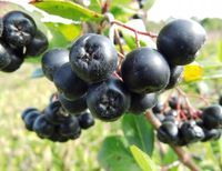 ARONIA w doniczce NERO na SOK obfity OWOC witaminy