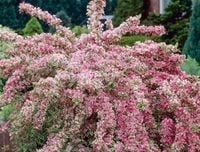 Krzewuszka cudowna 'VARIEGATA'  KWITNĄCY KOLOROWY OGRÓD