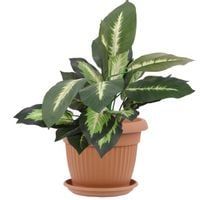 Donica okrągła 20 cm + podstawka Terrakota