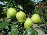 Grusza Azjatycka Early Shu Duże Owoce K. 130-150cm