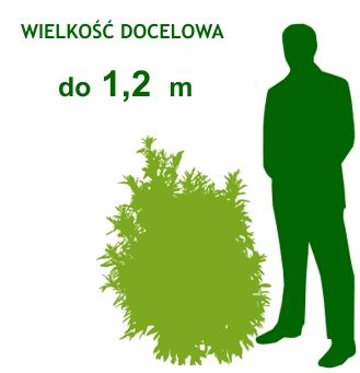 NAJBARDZIEJ NIEBIESKA HORTENSJA NIKKO BLUE